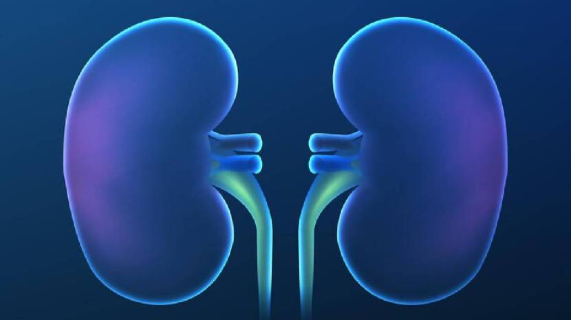 Kidney Health Human Can Survive With One Kidneys 