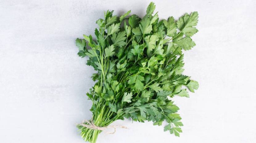 Chew Green Coriander Leaves On Empty Stomach Daily Morning