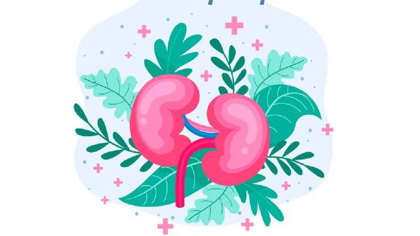 Kidney Health Human Can Survive With One Kidneys 