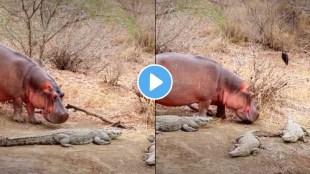 What Happens When Hippo Walks Into A Group Of Crocodiles Animal Video