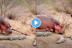 What Happens When Hippo Walks Into A Group Of Crocodiles Animal Video