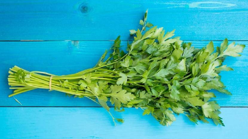 Chew Green Coriander Leaves On Empty Stomach Daily Morning