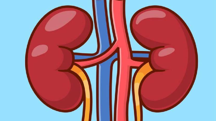 Kidney Health Human Can Survive With One Kidneys 