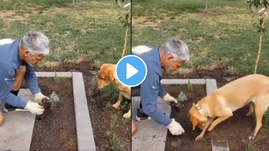 pet dog helped the owner to plant a tree Emotional Video
