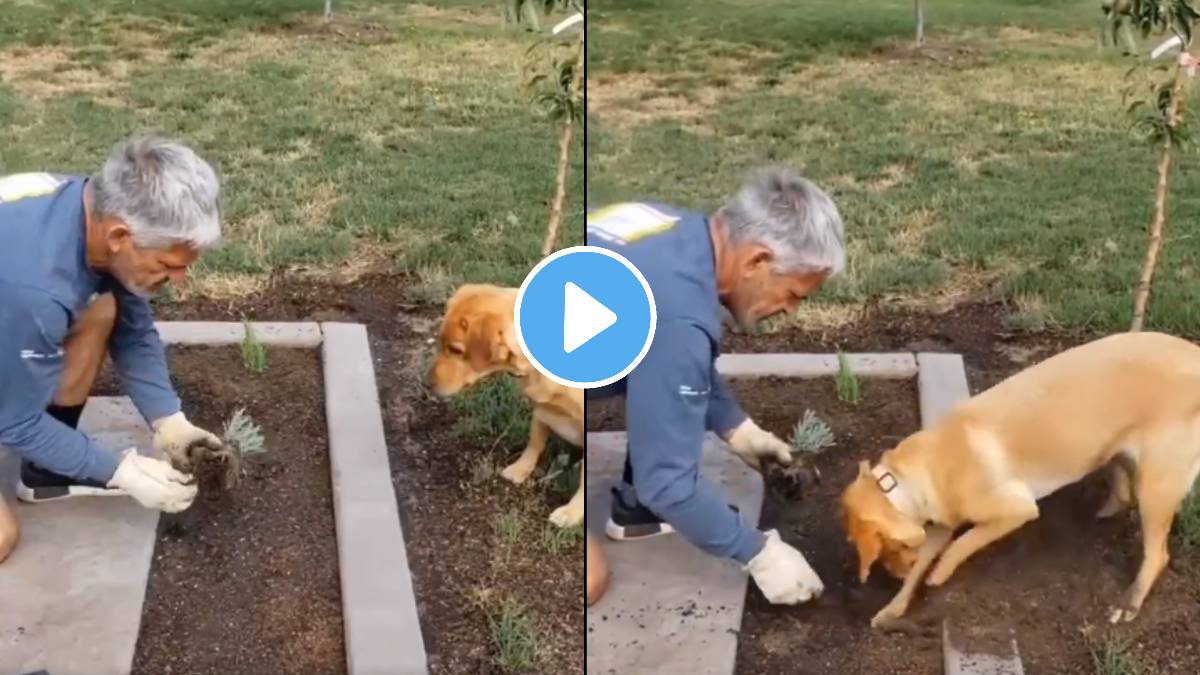 pet dog helped the owner to plant a tree Emotional Video