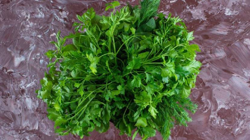 Chew Green Coriander Leaves On Empty Stomach Daily Morning