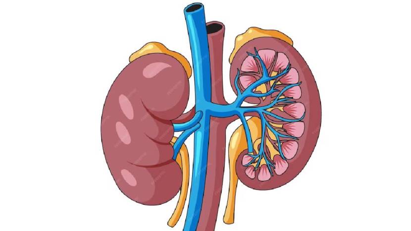 Kidney Health Human Can Survive With One Kidneys 