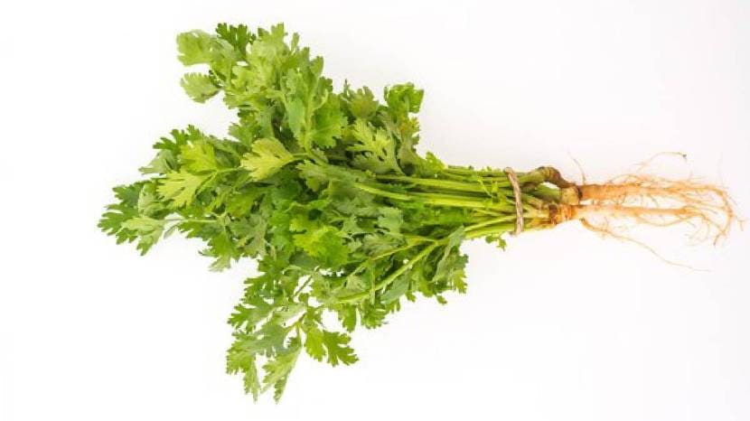 Chew Green Coriander Leaves On Empty Stomach Daily Morning