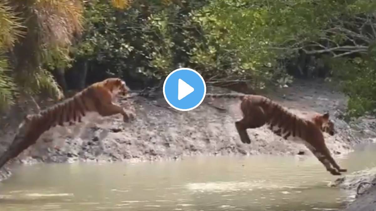 tiger jumps 20 feet to cross river vide