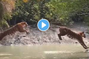 tiger jumps 20 feet to cross river vide