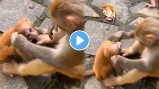 Monkey hit its baby in the ears after watching the video you will remember the mother