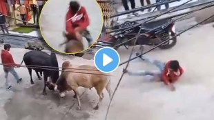 Fight Between Two Bull mp saand fight video goes viral viral on social media people will shocked