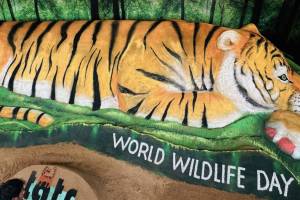 Sudarsan Pattnaik sand sculpture for World Wildlife Day 2024 with 50ft tiger sculpture In Chandrapur Tadoba Festival