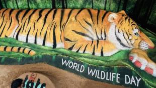 Sudarsan Pattnaik sand sculpture for World Wildlife Day 2024 with 50ft tiger sculpture In Chandrapur Tadoba Festival
