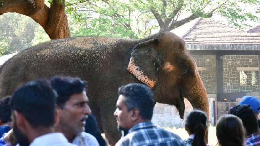  World Wildlife Day 2024 Celebrated on Sunday at Byculla zoo Mumbai See the Pictures of Tiger And Elephant 