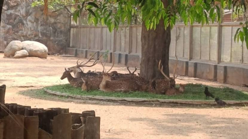  World Wildlife Day 2024 Celebrated on Sunday at Byculla zoo Mumbai See the Pictures of Tiger And Elephant 