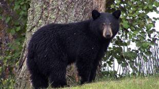 Forest labor killed in bear attack