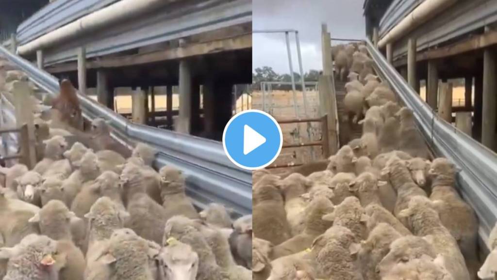 Anand Mahindra impressed after seeing the cleverness of the dog trapped among the sheep Watch Video