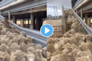 Anand Mahindra impressed after seeing the cleverness of the dog trapped among the sheep Watch Video