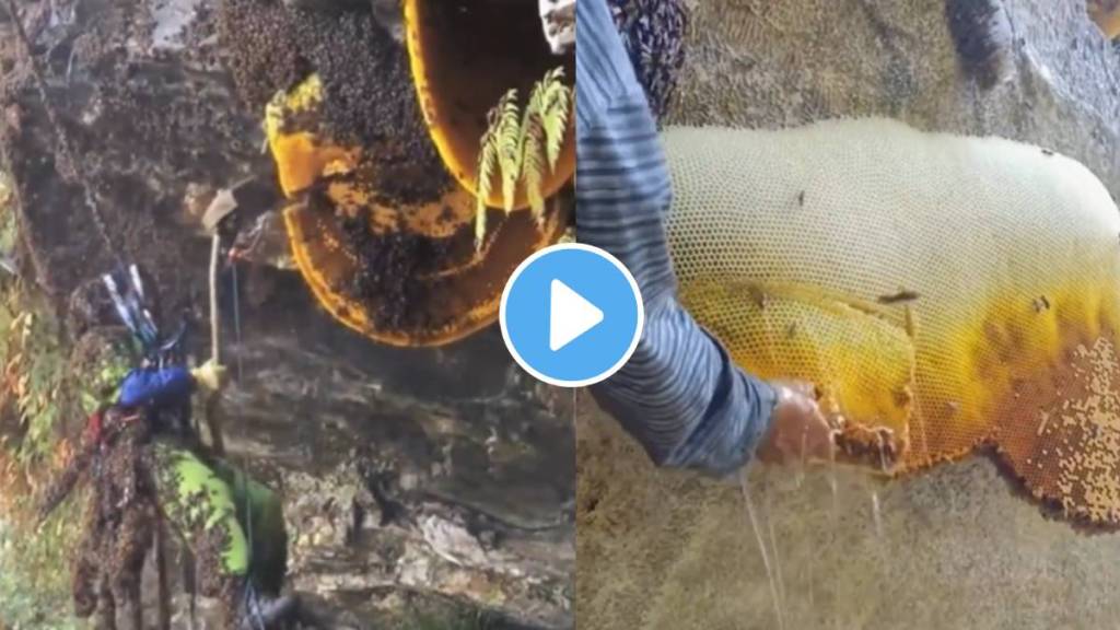 Viral Video beekeepers Extracting Honey directly From Hives with swarms of hundreds of bees watch ones