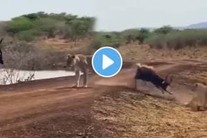 Animal fight video deer trap between crocodile vs lion Video