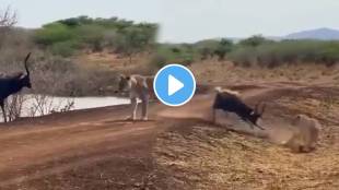 Animal fight video deer trap between crocodile vs lion Video