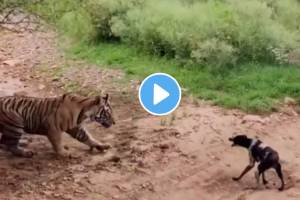 Tiger attacks on a dog shocking video viral wild life videos