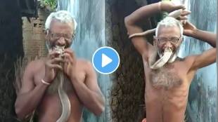 Man playing with king cobra snake shocking Video