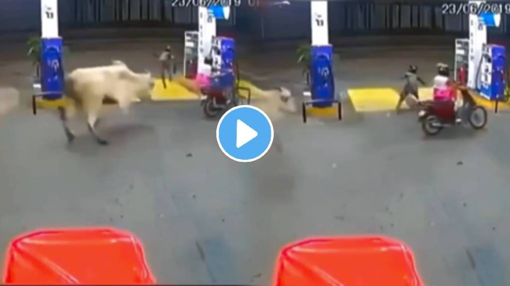 Tge angry cow chases two motorcycle riders near a Fuel Staion and apparently tries to harm them, luckily the riders get a way safely video viral