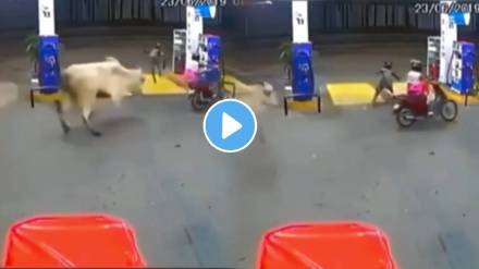 Tge angry cow chases two motorcycle riders near a Fuel Staion and apparently tries to harm them, luckily the riders get a way safely video viral