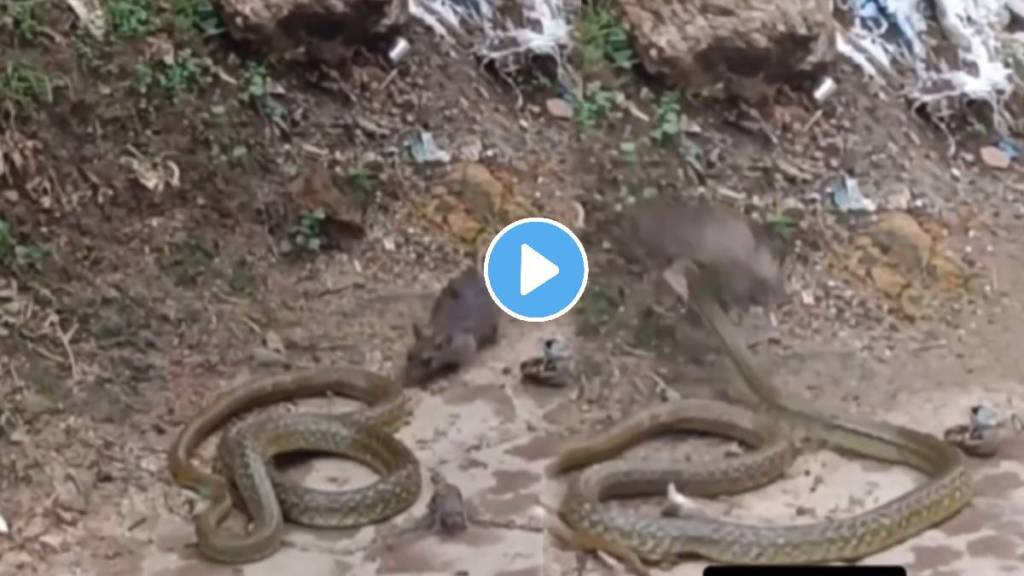 The mother of a mouse trapped in a snake mouth freed it from the jaws of the dreaded snake video