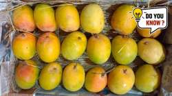 फळांचा राजा आंब्याला ‘हापूस’ हे नाव कसं पडलं? हा शब्द नेमका आला कुठून? जाणून घ्या रंजक गोष्ट