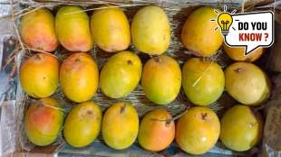 how indias favourite alphonso mango got its name Why is it called Hapus mango alphonso mango origin