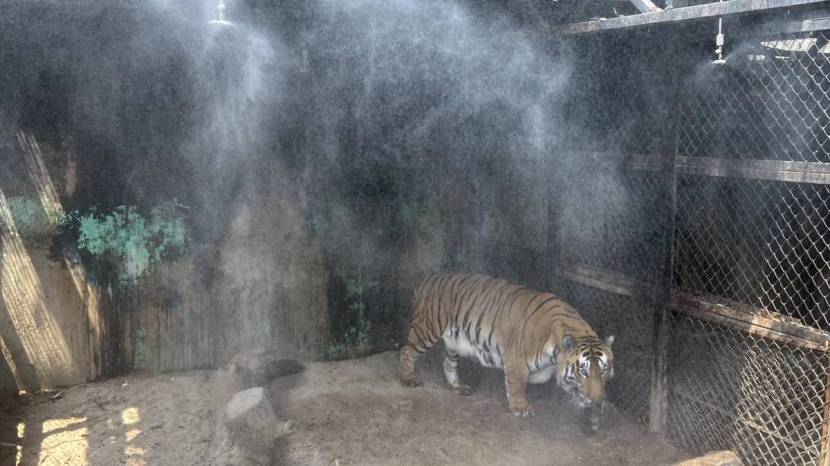 Rajiv Gandhi Zoological Park Installed air cooler and fogging machines For Animals To relief from heat