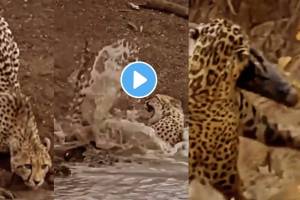 Tiger Save His Life From Crocodile By Using His Brain
