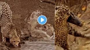 Tiger Save His Life From Crocodile By Using His Brain
