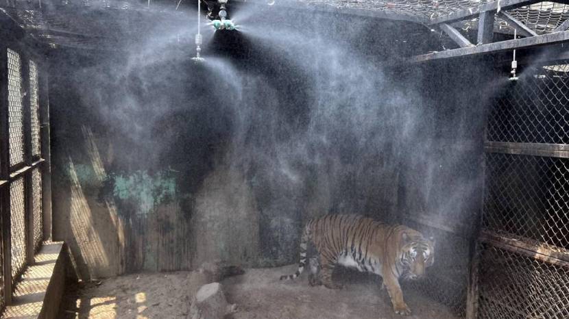 Rajiv Gandhi Zoological Park Installed air cooler and fogging machines For Animals To relief from heat