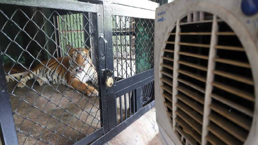 Rajiv Gandhi Zoological Park Installed air cooler and fogging machines For Animals To relief from heat