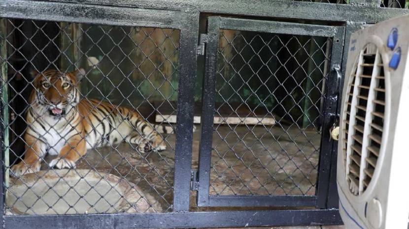 Rajiv Gandhi Zoological Park Installed air cooler and fogging machines For Animals To relief from heat