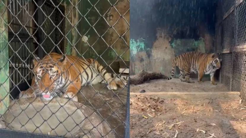 Rajiv Gandhi Zoological Park Installed air cooler and fogging machines For Animals To relief from heat