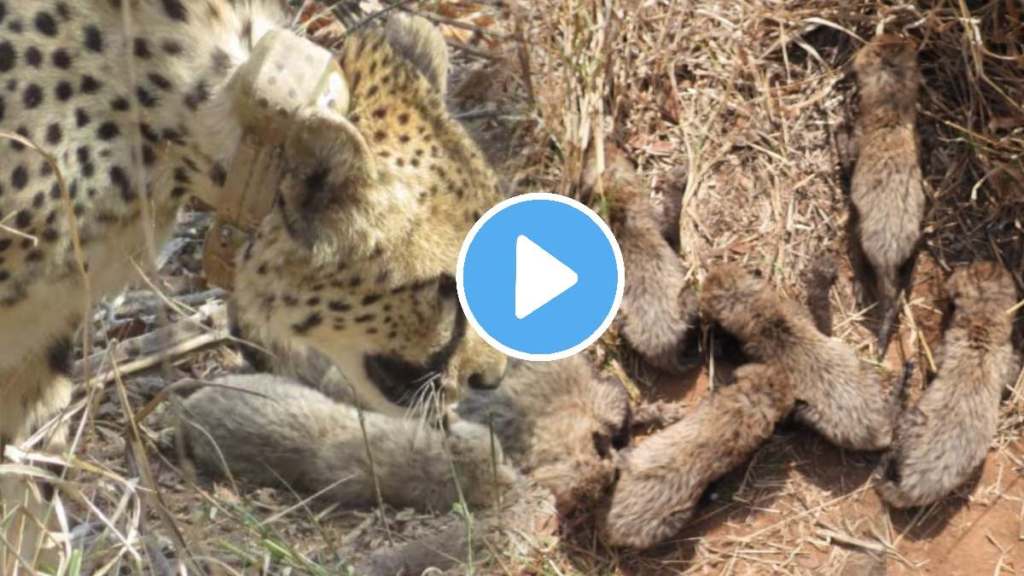 kuno national park female cheeta gamini gave birth to 6 cubs not 5 confirmed record for first time mother video