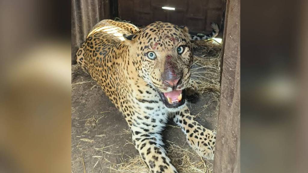 Nashik, Leopard caught