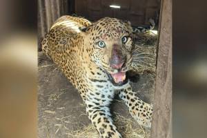 Nashik, Leopard caught