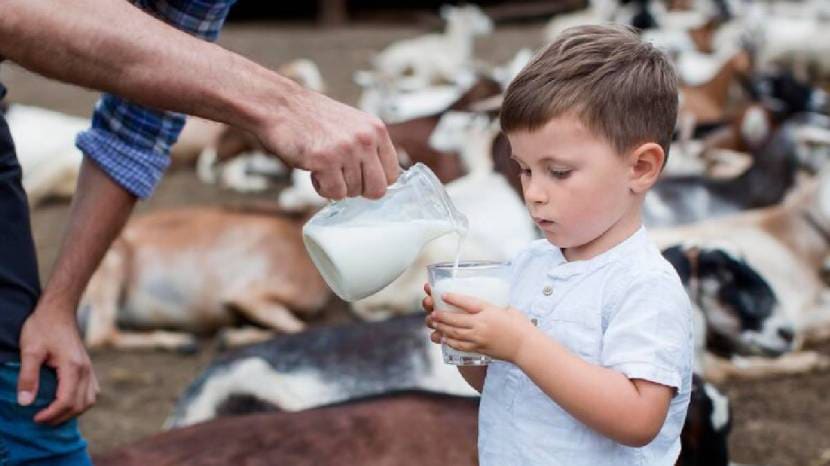 The Best Type Of Milk To Give To Children 