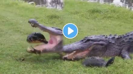 tortoise did not become a victim of the crocodile watch viral video