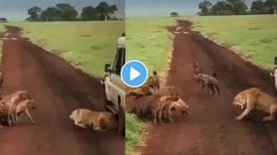 Wild life the queen of the jungle fought alone against the herd of hyenas video