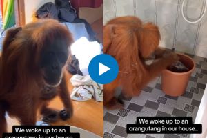 Orangutang visits the house viral video