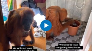 Orangutang visits the house viral video