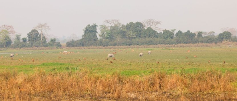 pm narendra modi enjoy jungle safari takes elephant ride at assams kaziranga national park