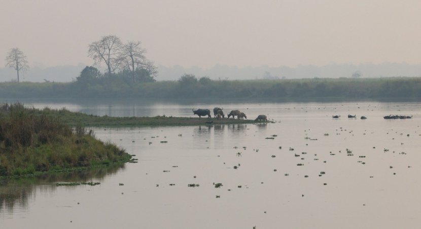 pm narendra modi enjoy jungle safari takes elephant ride at assams kaziranga national park